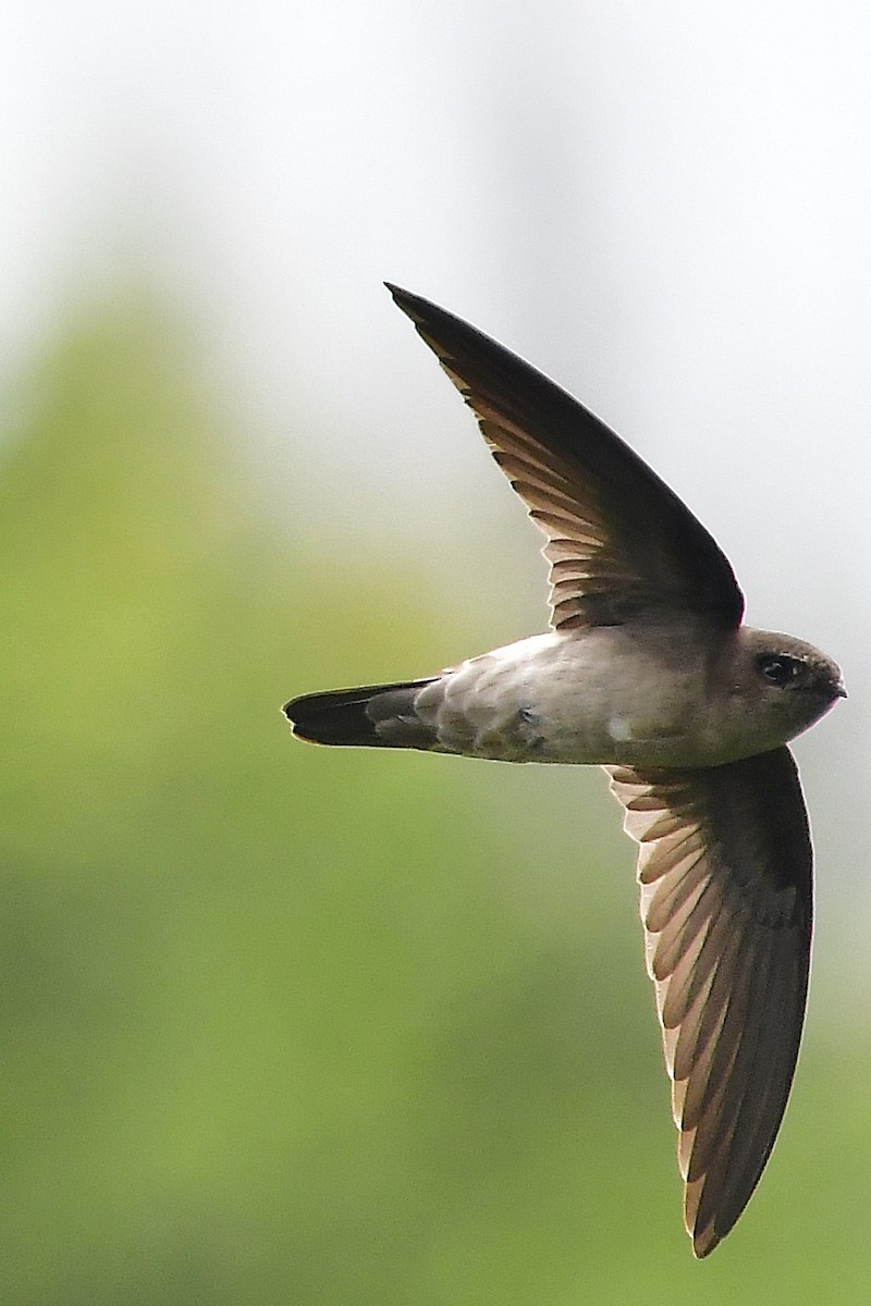 dark swiftlet sp. - Anonymous