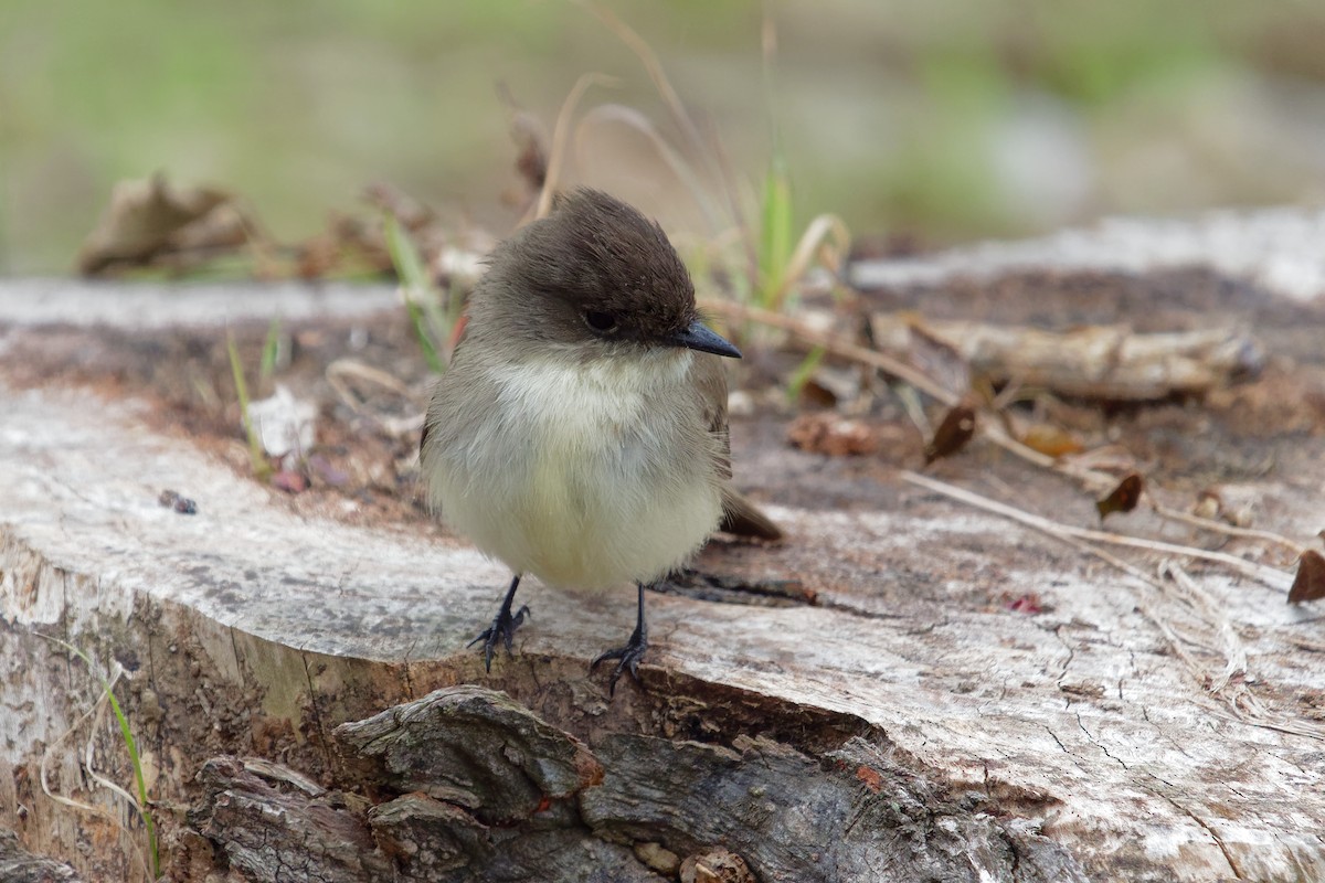 Eastern Phoebe - ML82639161