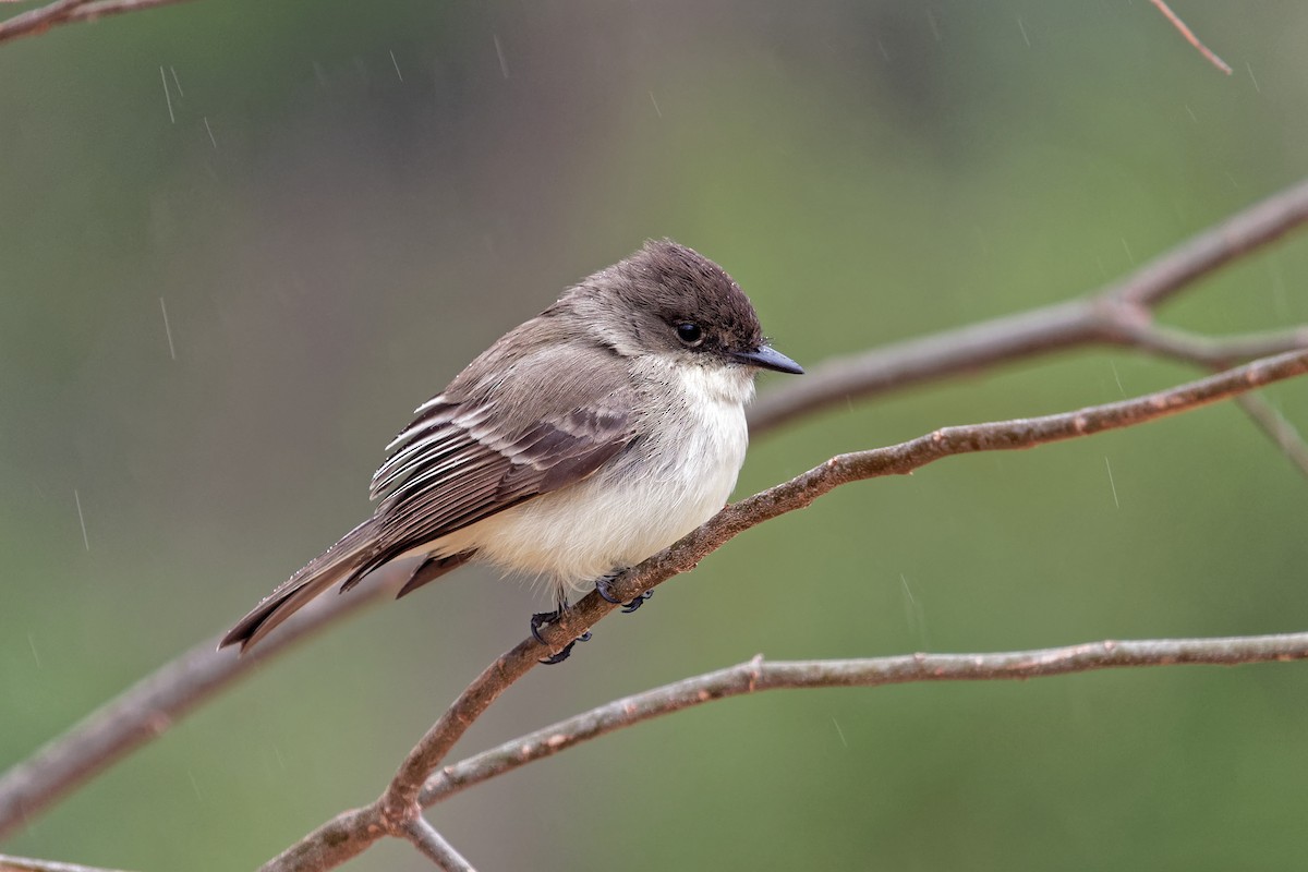 Eastern Phoebe - ML82639171