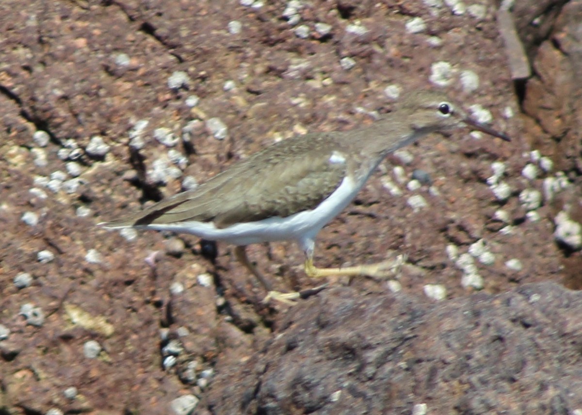 Spotted Sandpiper - ML82640491