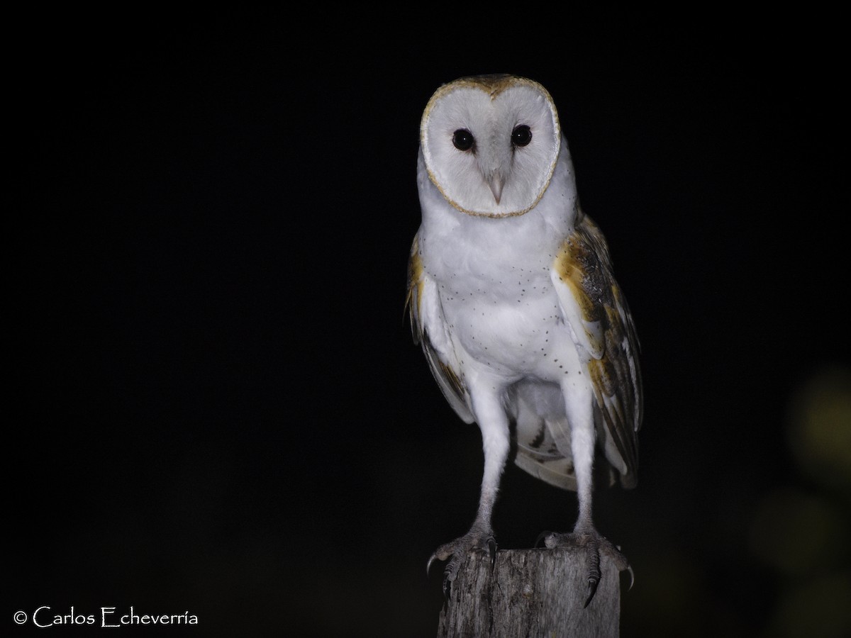 Barn Owl - ML82640661