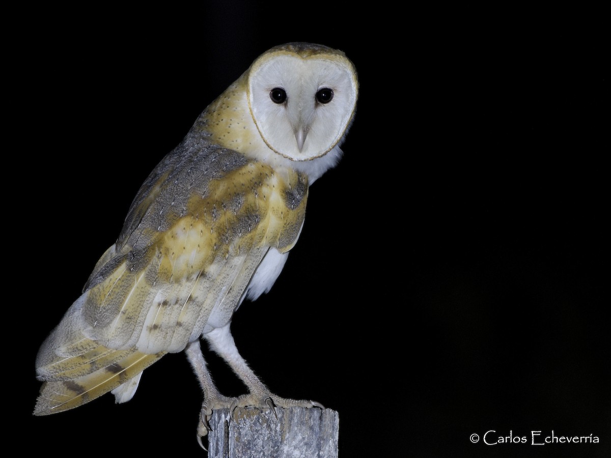 Barn Owl - ML82640801