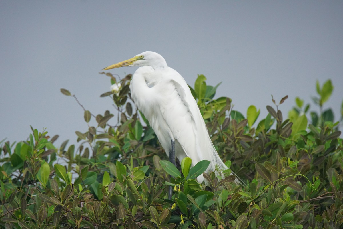 Great Egret - ML82642401