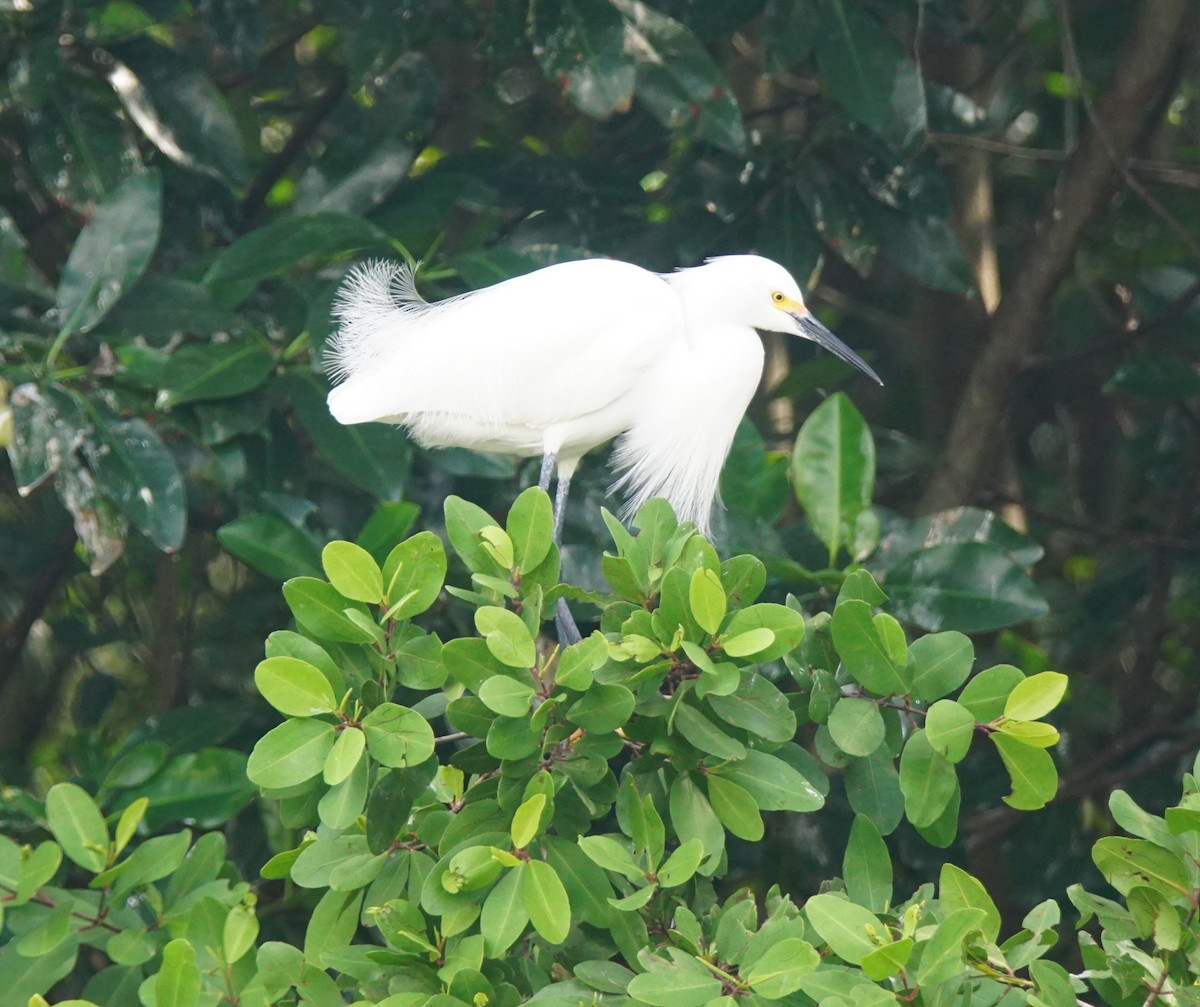 Snowy Egret - ML82642521