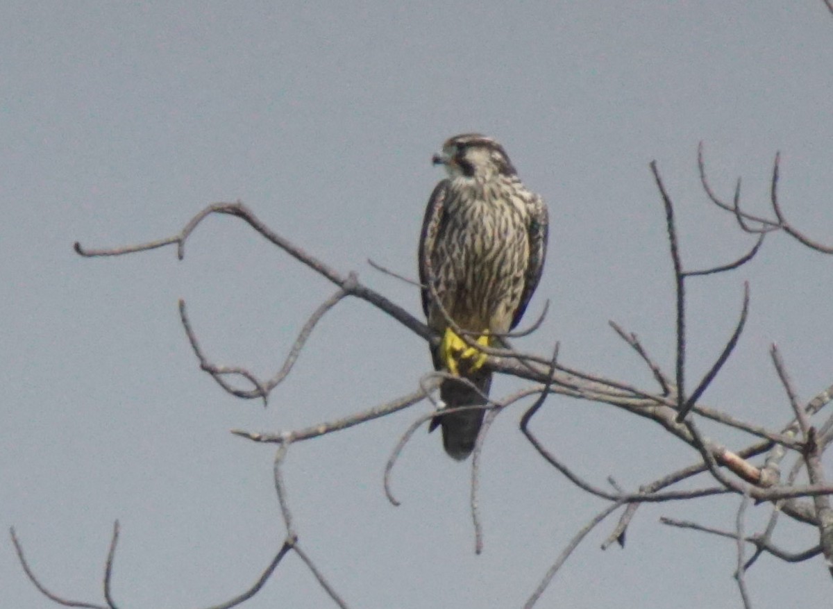 Peregrine Falcon - ML82642651