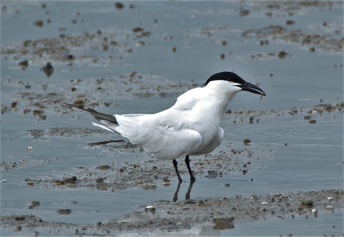 Australian Tern - Mary Clarke