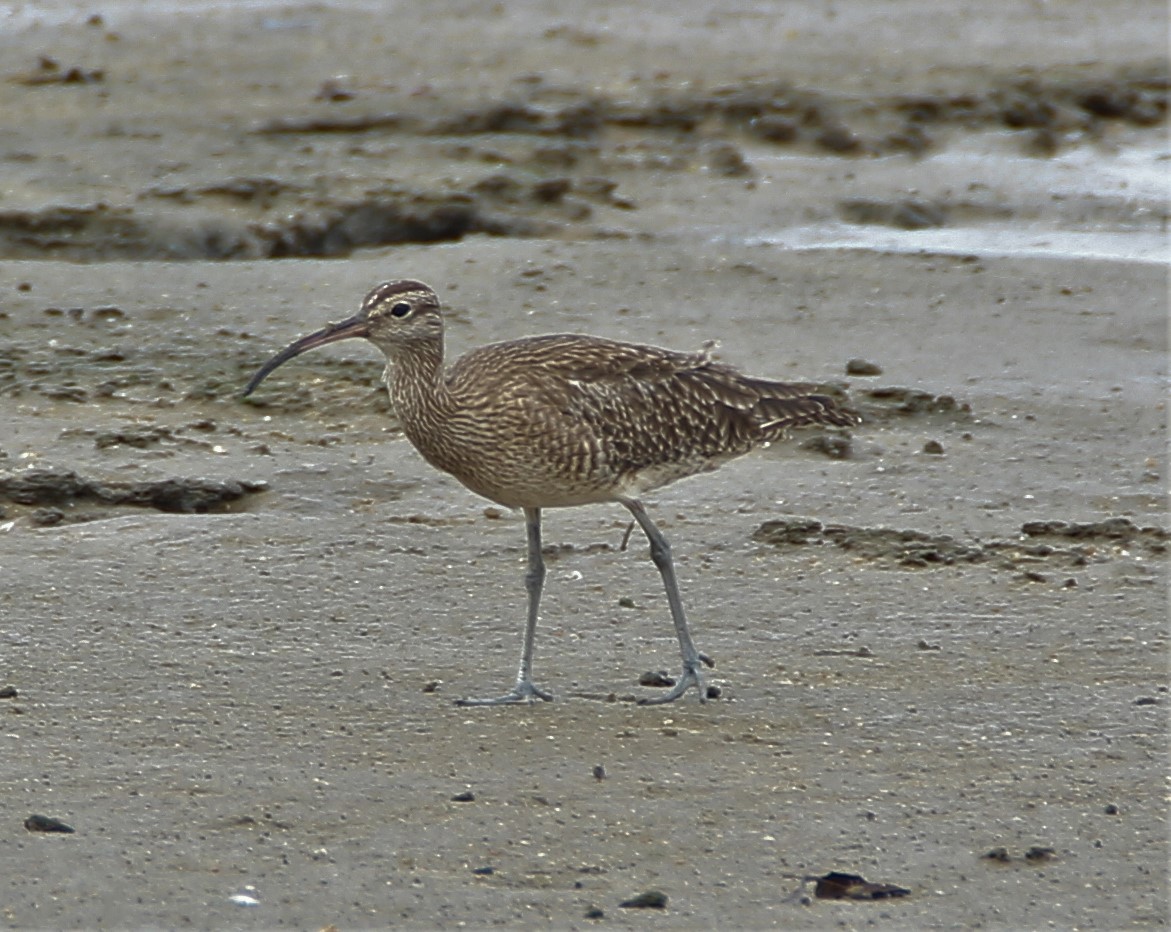 Whimbrel - Mary Clarke