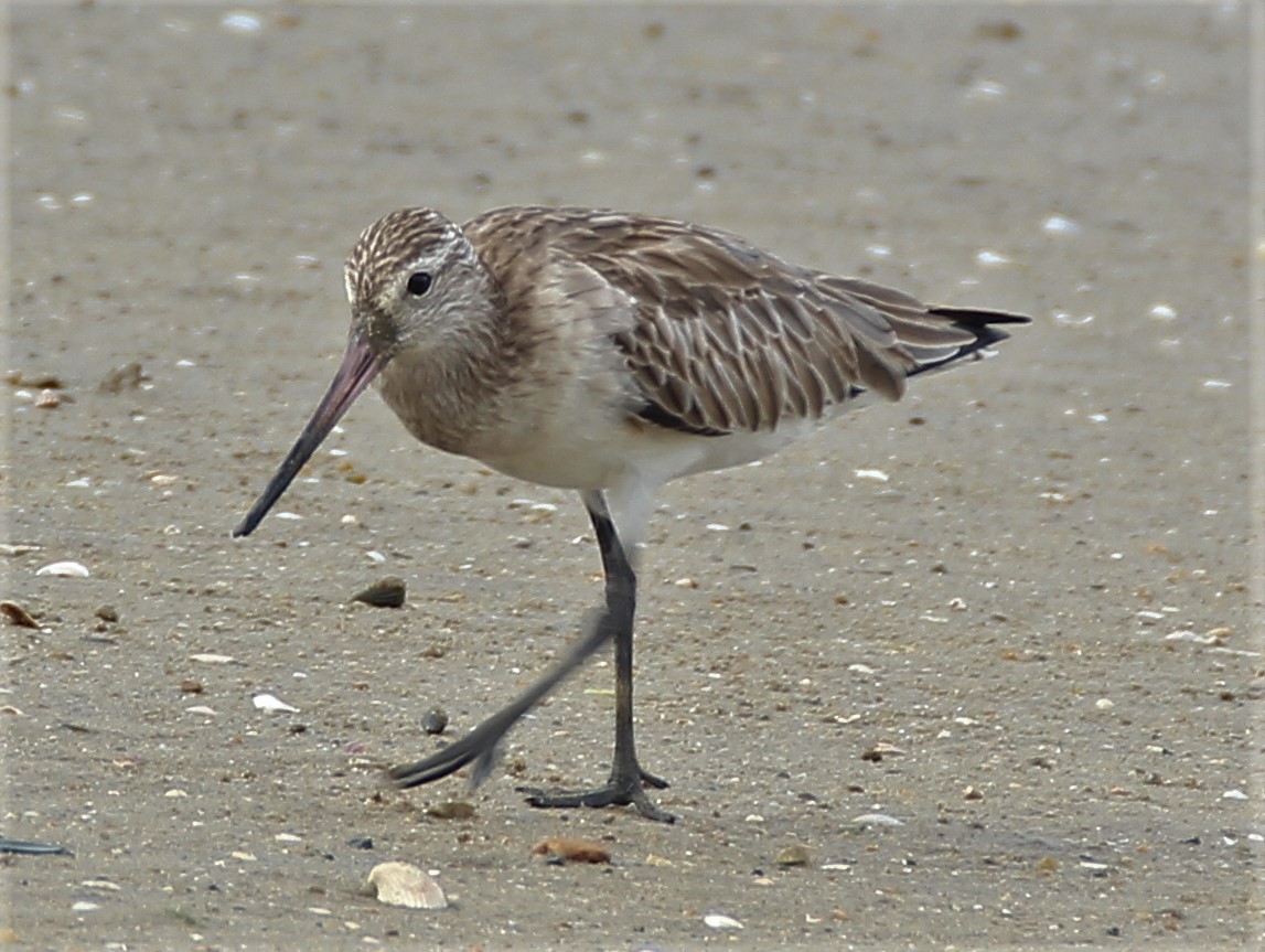 Bar-tailed Godwit - Mary Clarke