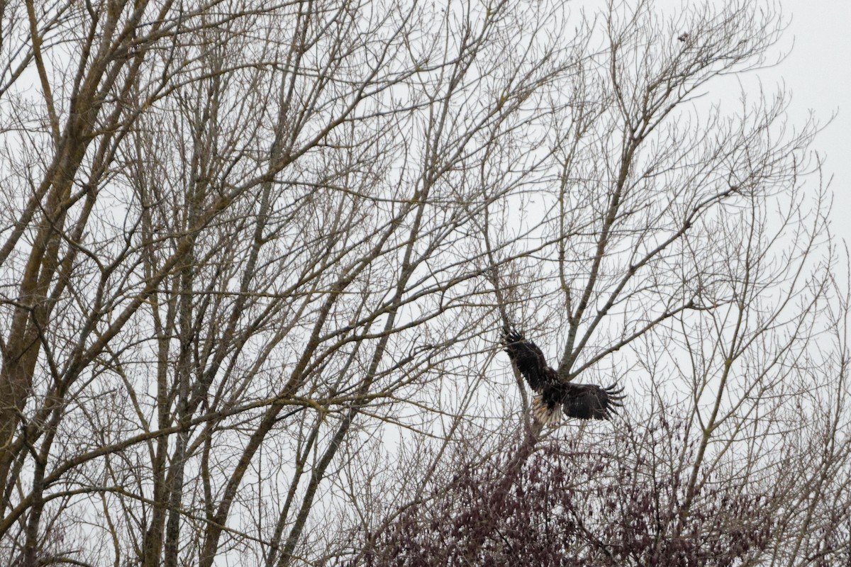 White-tailed Eagle - Anonymous