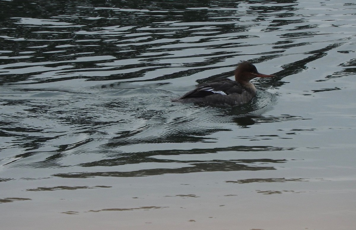Red-breasted Merganser - ML82643981