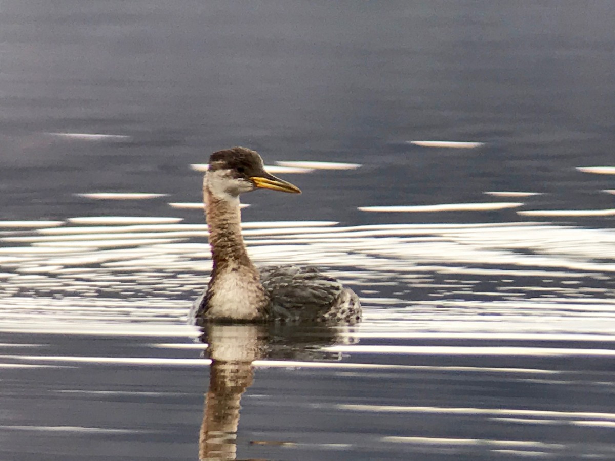 Red-necked Grebe - ML82644121