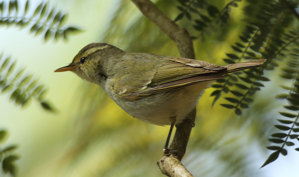 Green Warbler - Albin Jacob