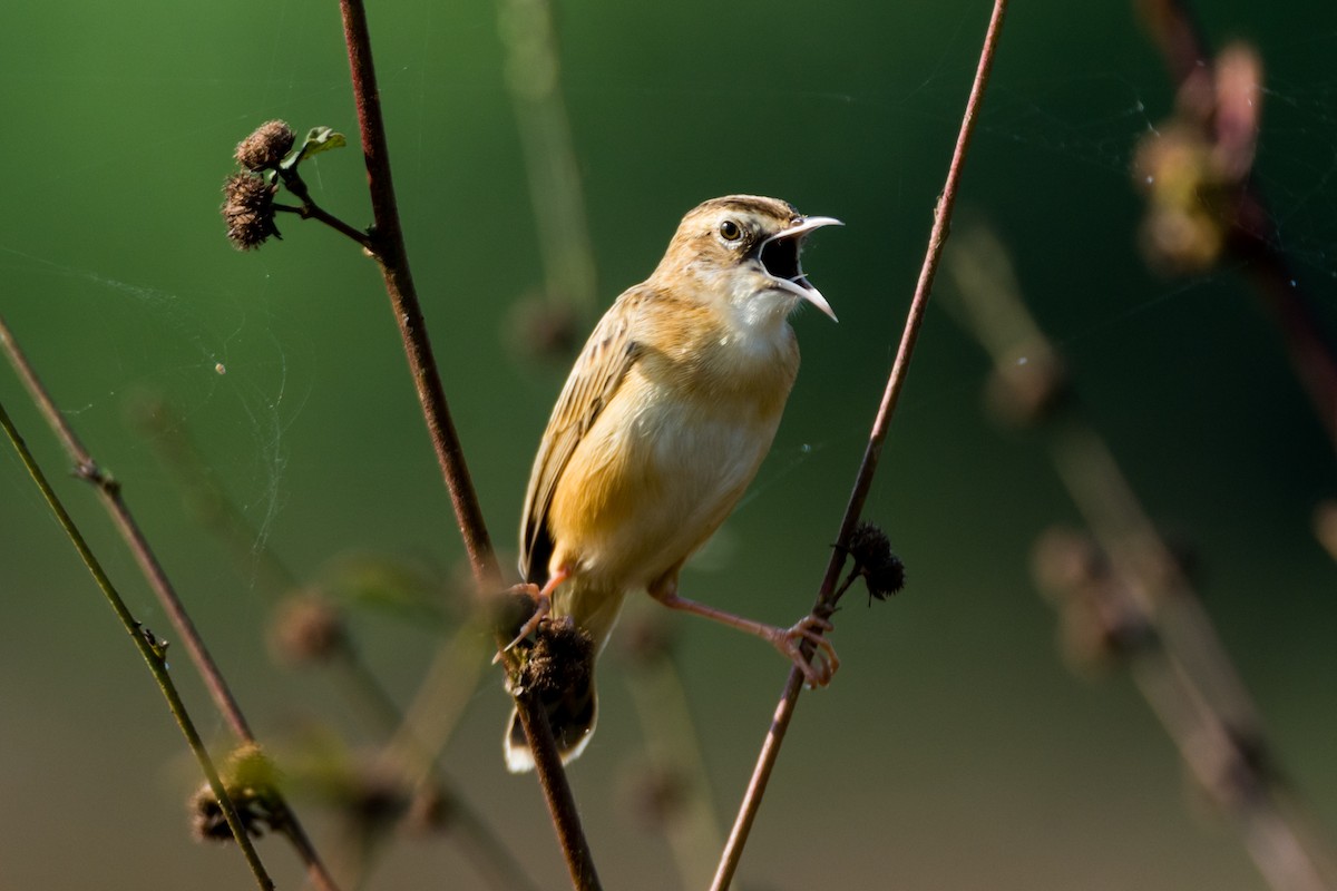 Zitting Cisticola - ML82644611