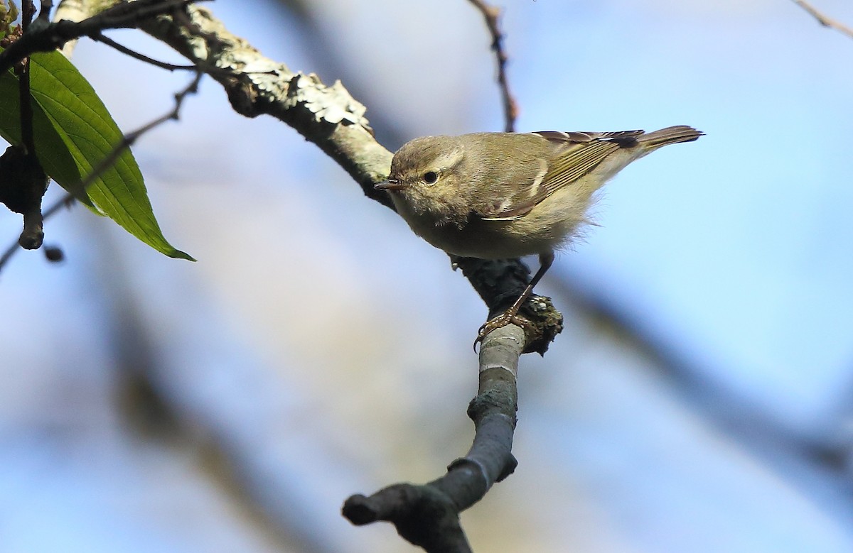 Hume's Warbler - Albin Jacob