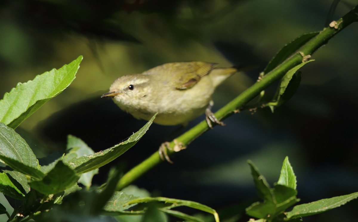 Tytler's Leaf Warbler - Albin Jacob