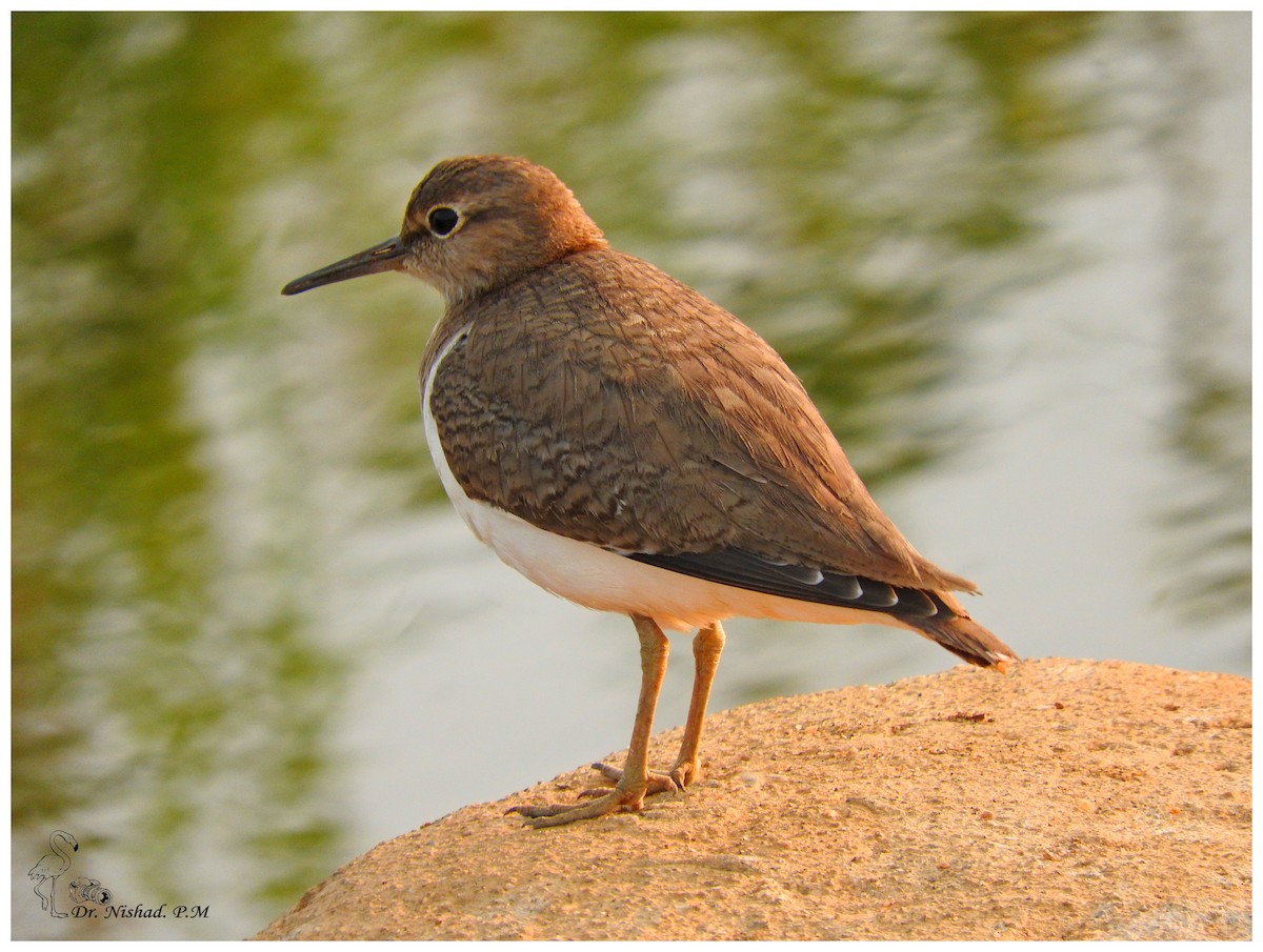 Common Sandpiper - ML82644801