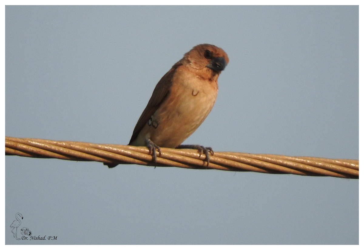 Scaly-breasted Munia - ML82644851