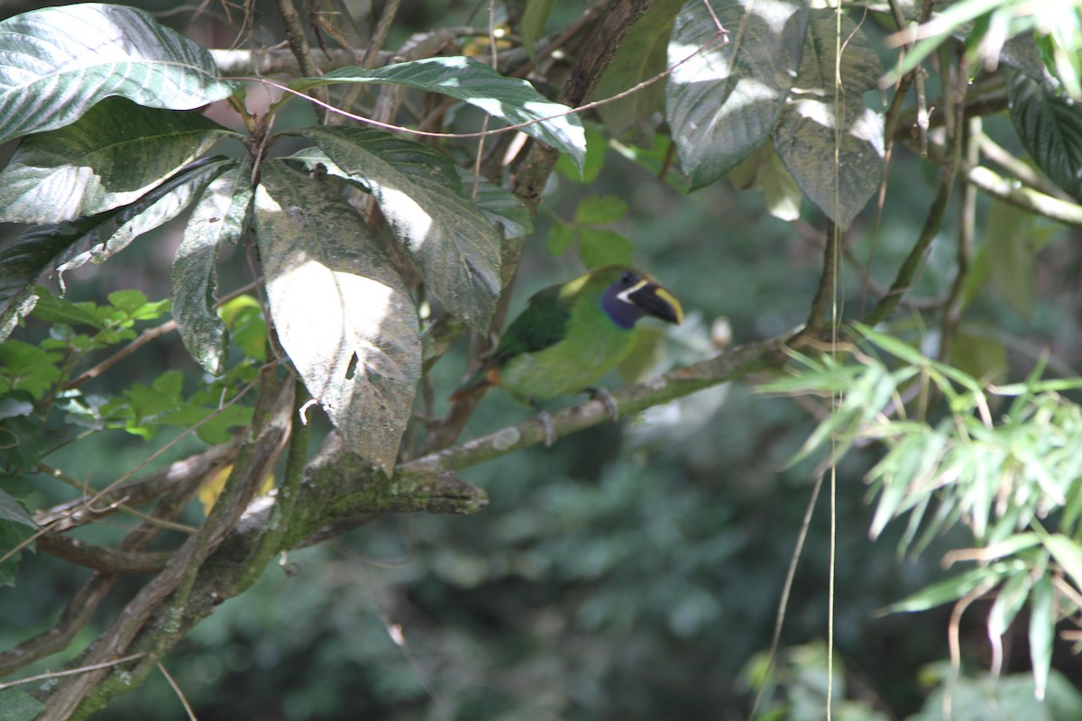 Northern Emerald-Toucanet (Blue-throated) - ML82644891