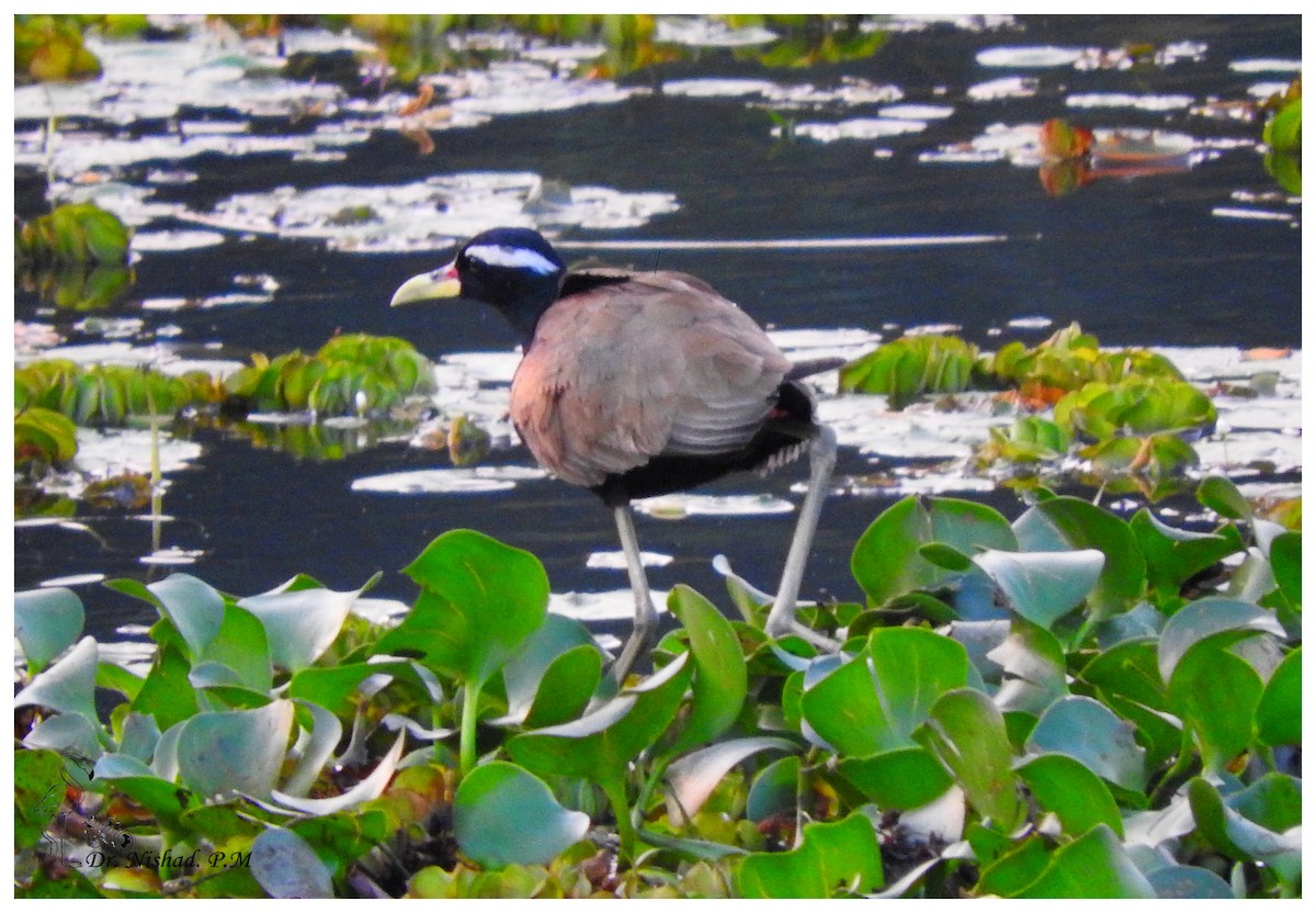 Bronze-winged Jacana - ML82644981