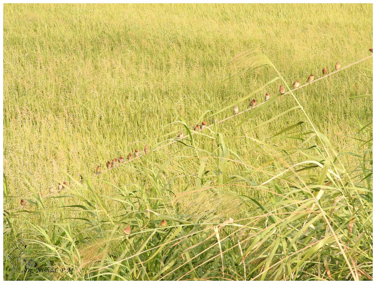 Scaly-breasted Munia - ML82645191