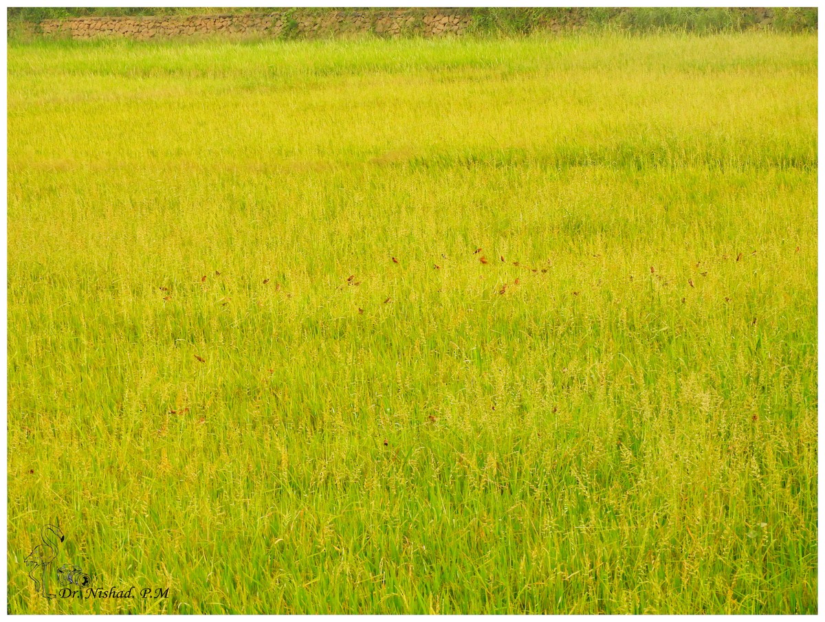 Scaly-breasted Munia - ML82645211