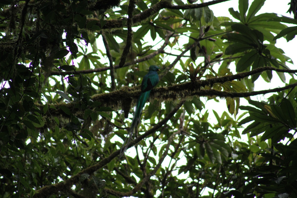 Resplendent Quetzal - ML82645281