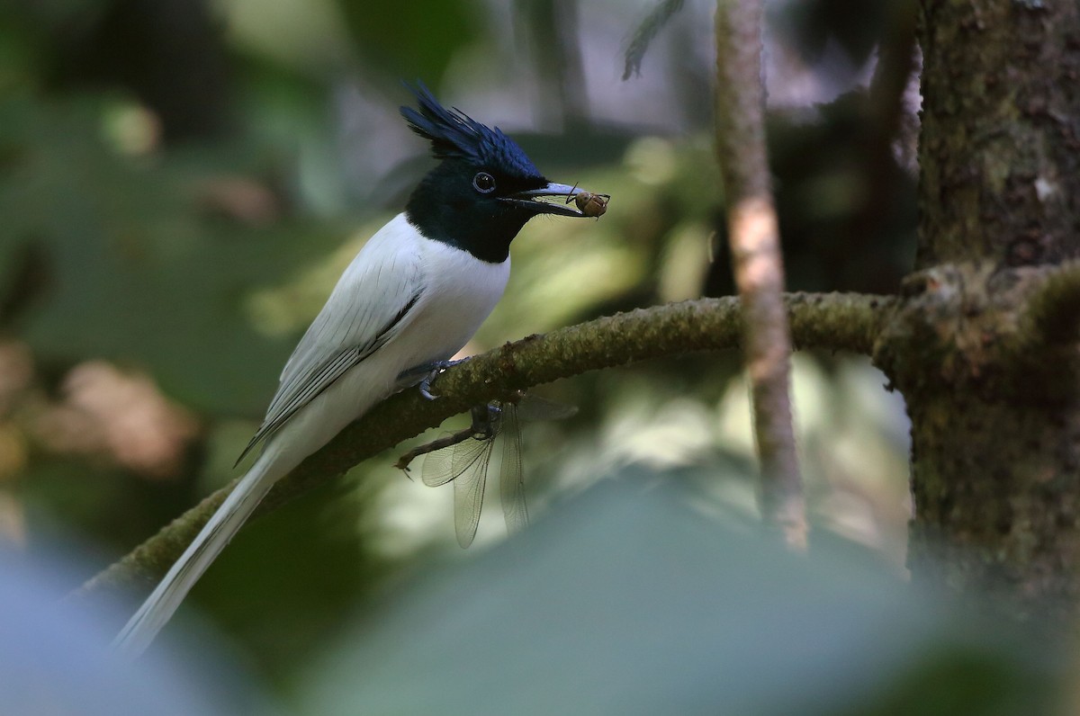 Indian Paradise-Flycatcher - ML82645291