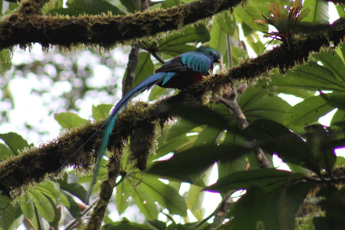 Resplendent Quetzal - ML82645341