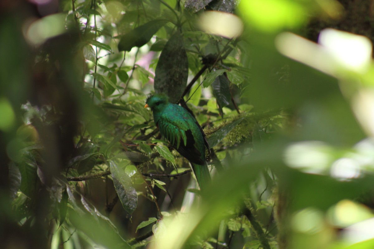 Quetzal resplendissant - ML82645401