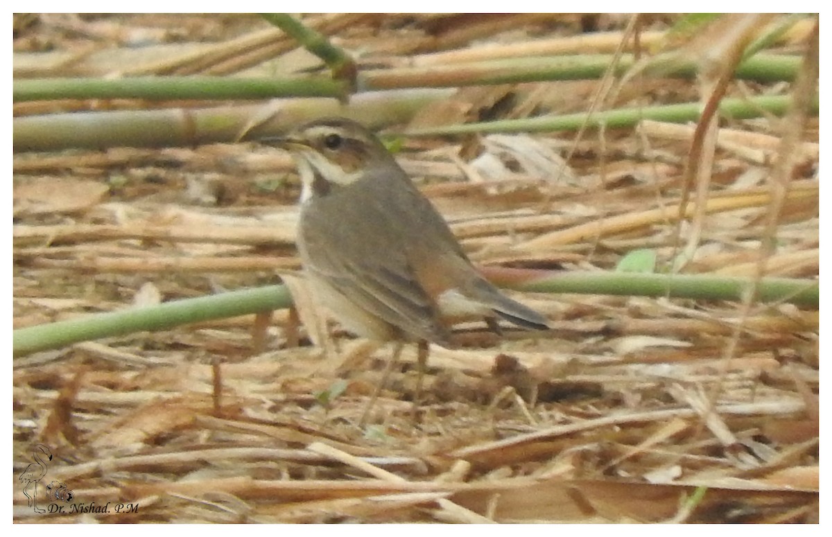 Bluethroat - ML82645411