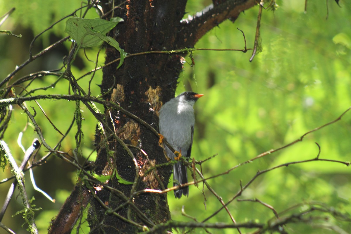 Black-faced Solitaire - ML82645881