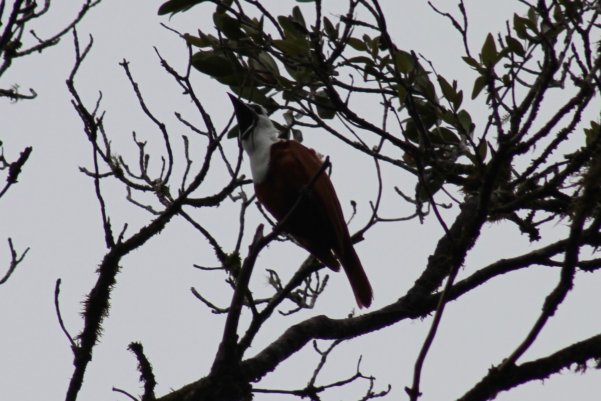 Three-wattled Bellbird - ML82646001