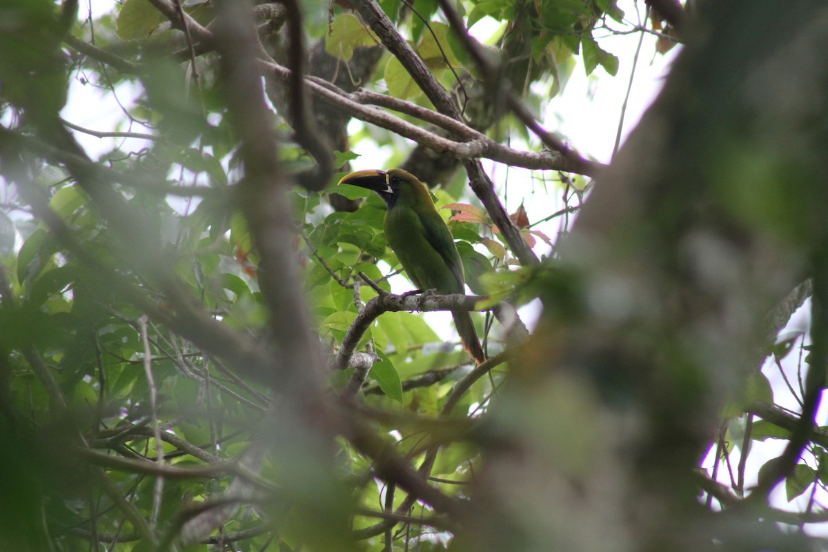 Northern Emerald-Toucanet (Blue-throated) - ML82646081