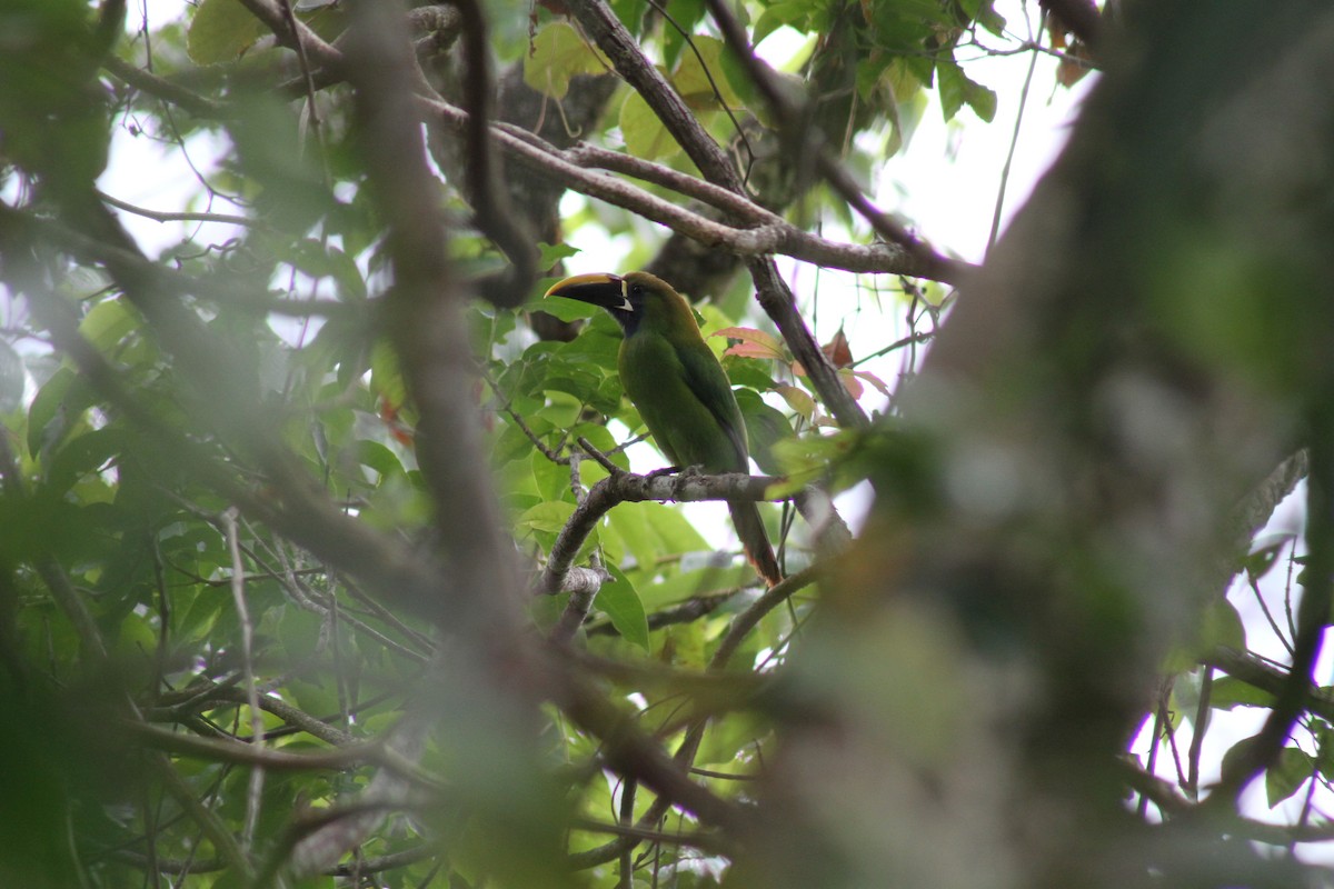 Toucanet émeraude (caeruleogularis) - ML82646081