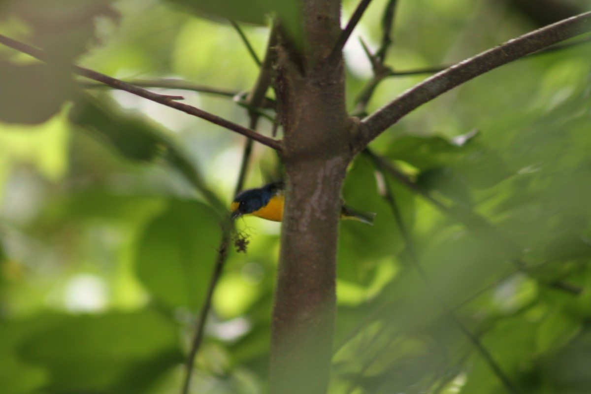 Yellow-throated Euphonia - ML82646121