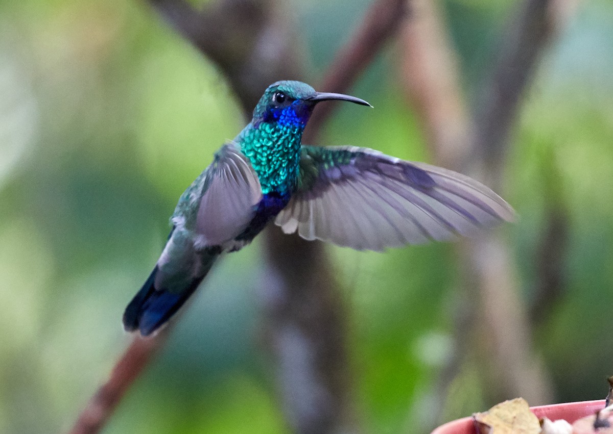 Sparkling Violetear - Brooke Miller