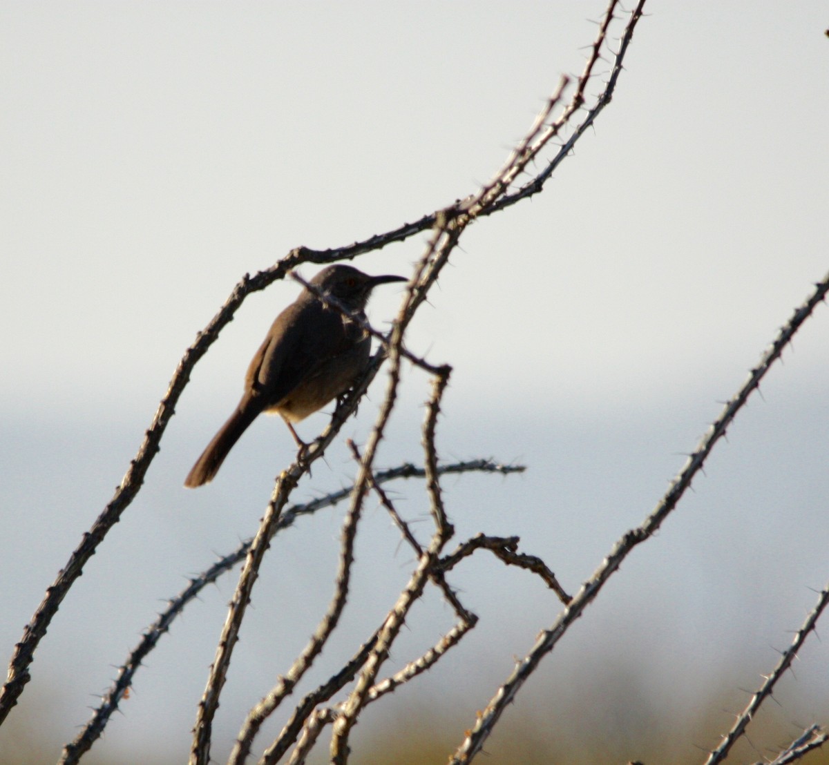 Curve-billed Thrasher (curvirostre Group) - ML82646671