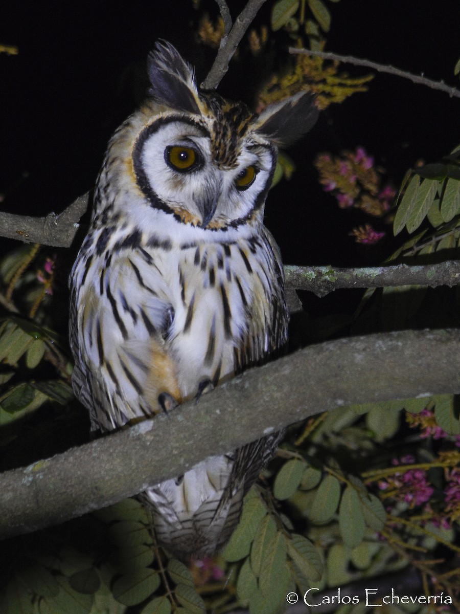 Striped Owl - ML82648741
