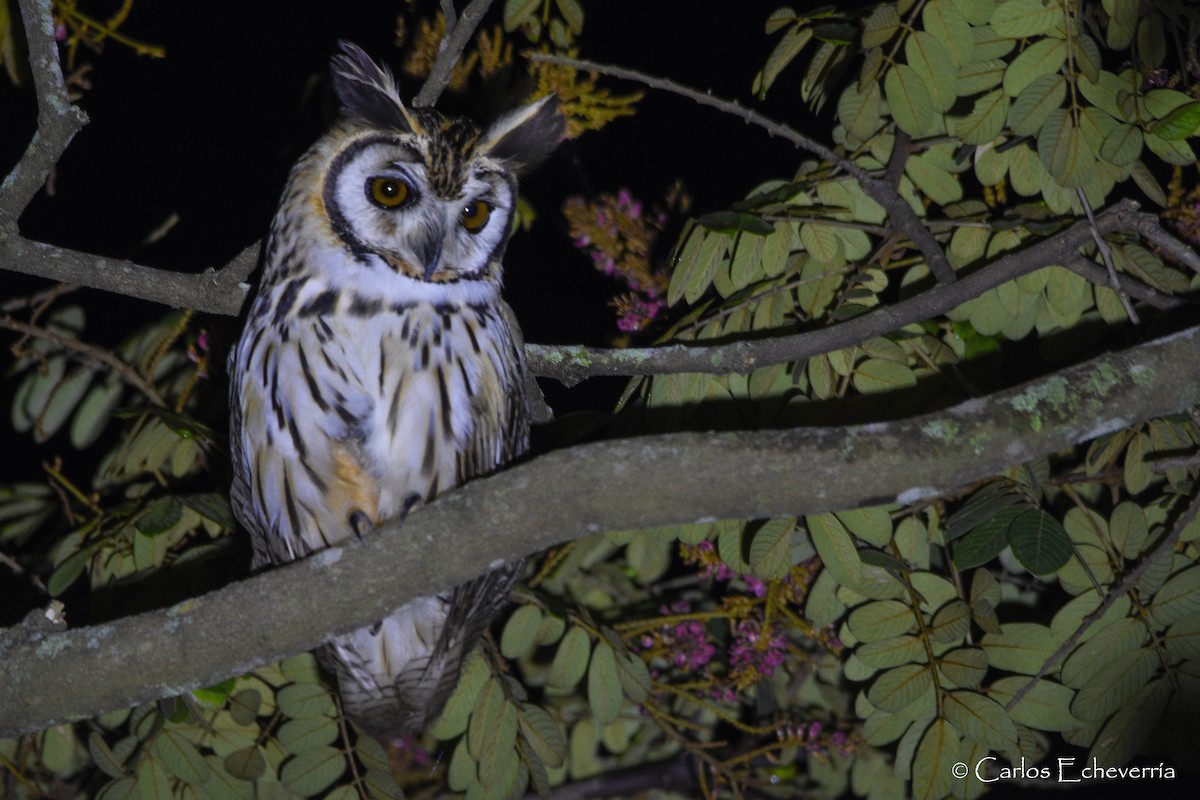 Striped Owl - ML82648811