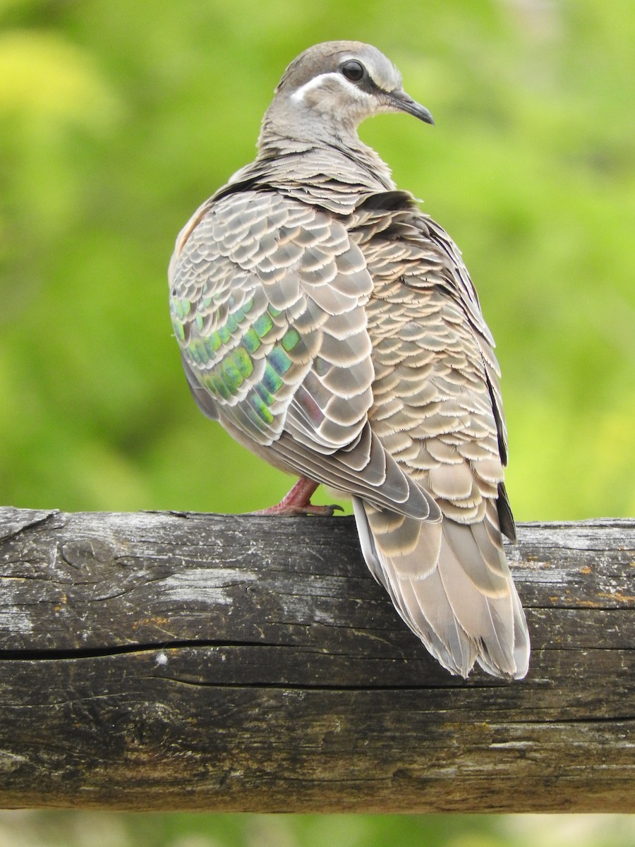 holub bronzovokřídlý - ML82648851