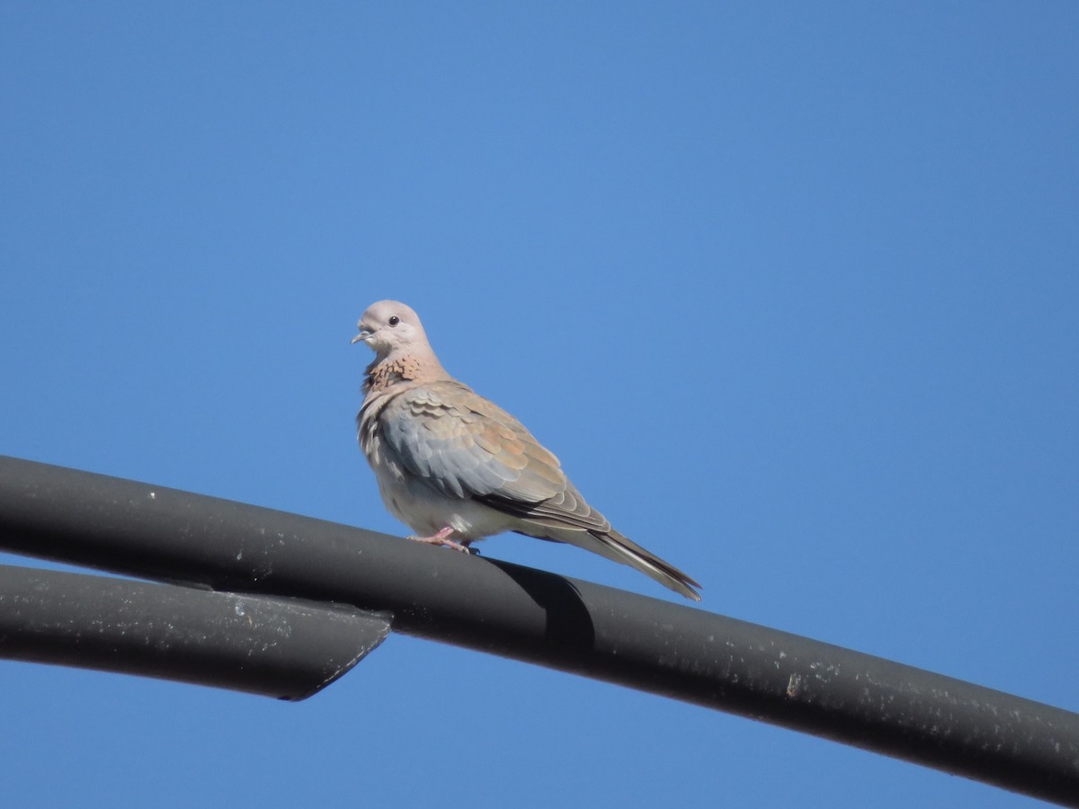Laughing Dove - ML82649041