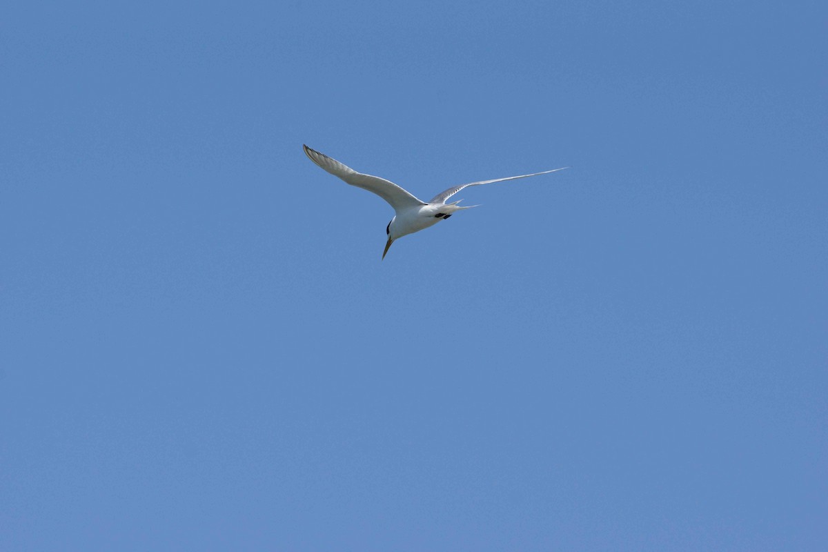 Great Crested Tern - ML82651801
