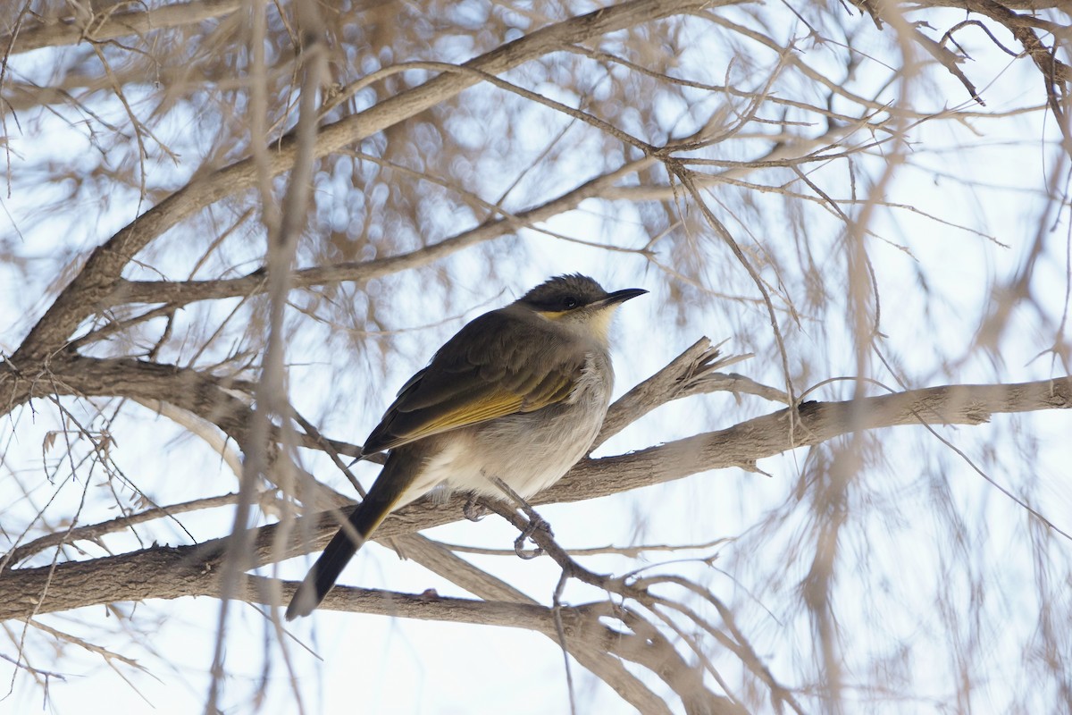 Singing Honeyeater - ML82652131