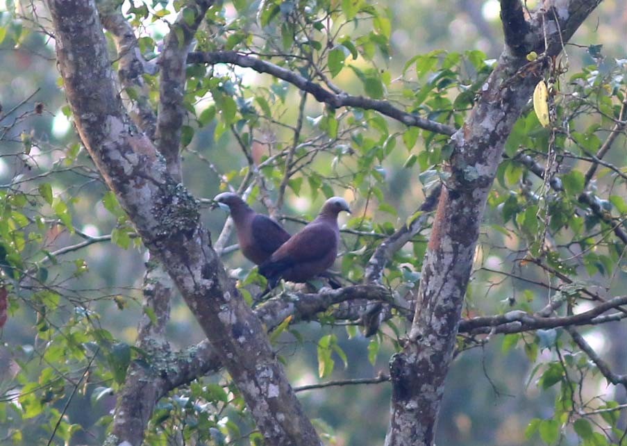 Pale-capped Pigeon - Rofikul Islam