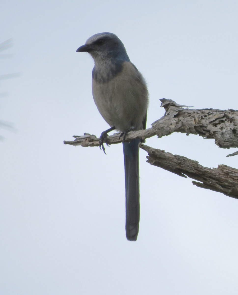 Florida Scrub-Jay - ML82652711