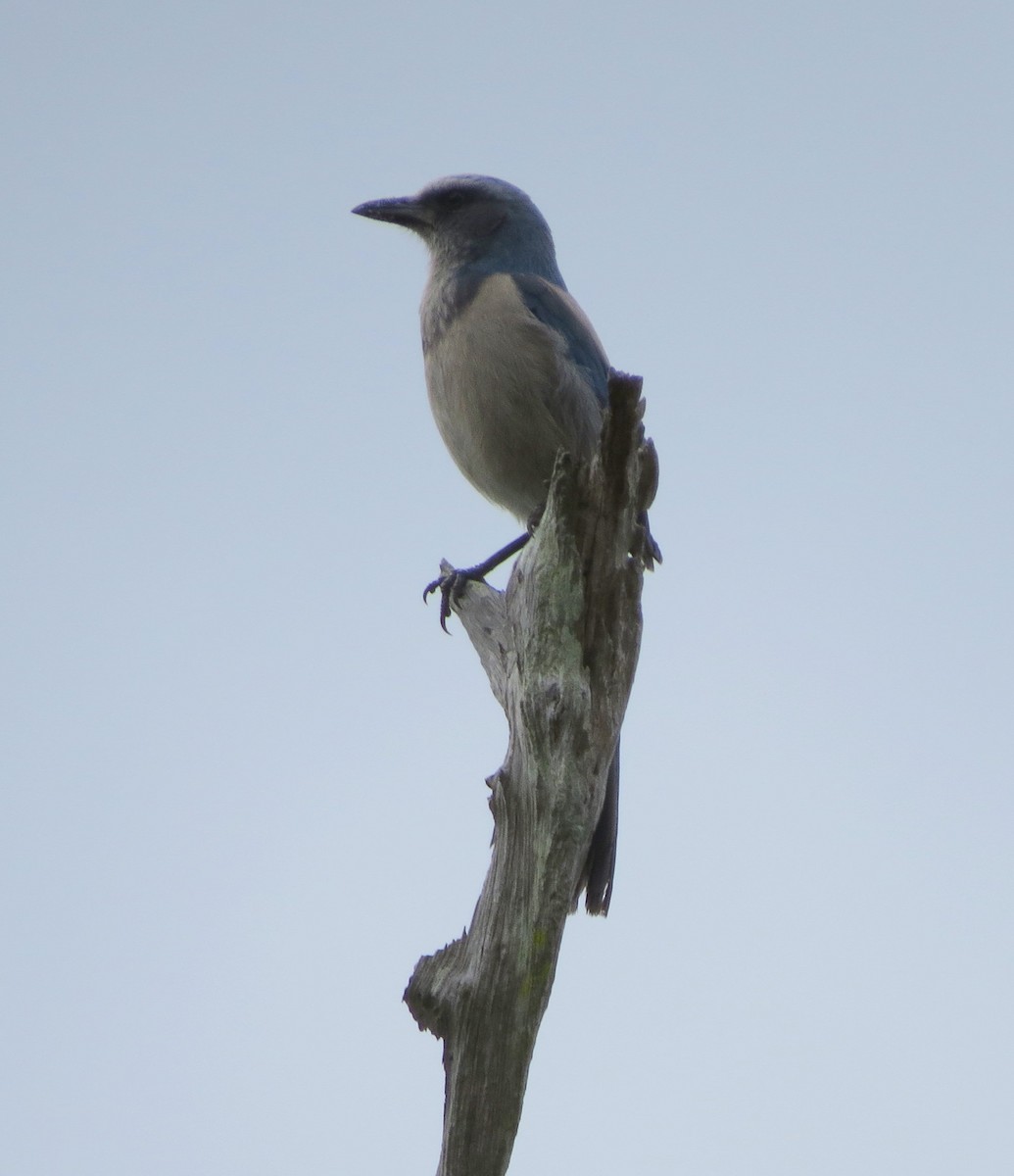 Florida Scrub-Jay - ML82652741