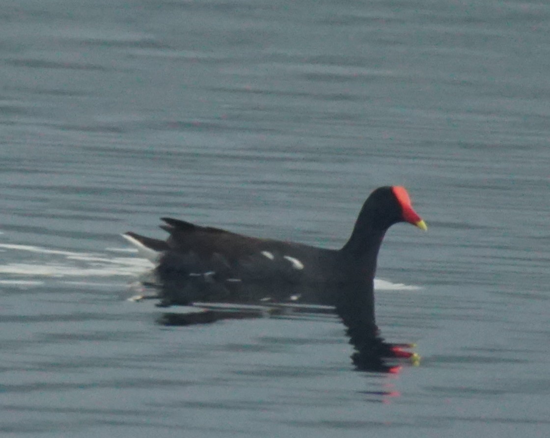 Gallinule d'Amérique - ML82653151