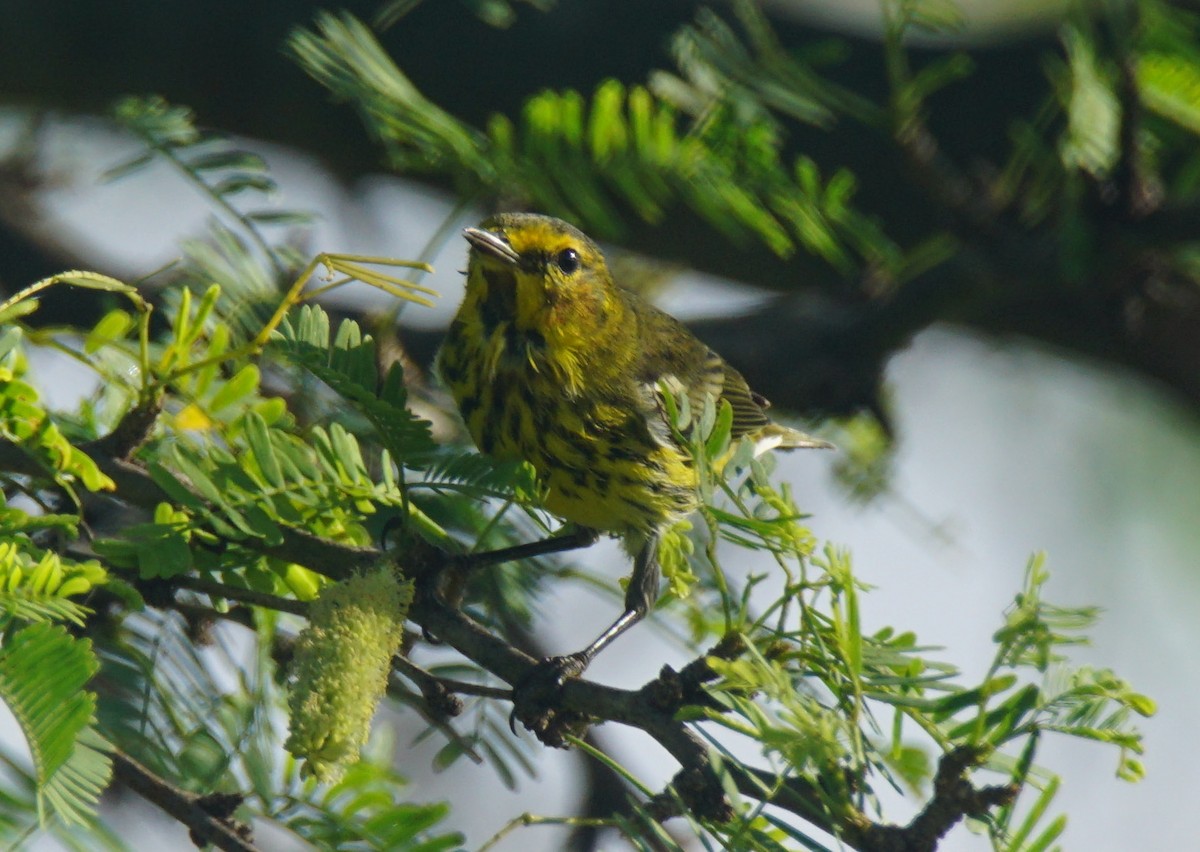 Cape May Warbler - ML82653321