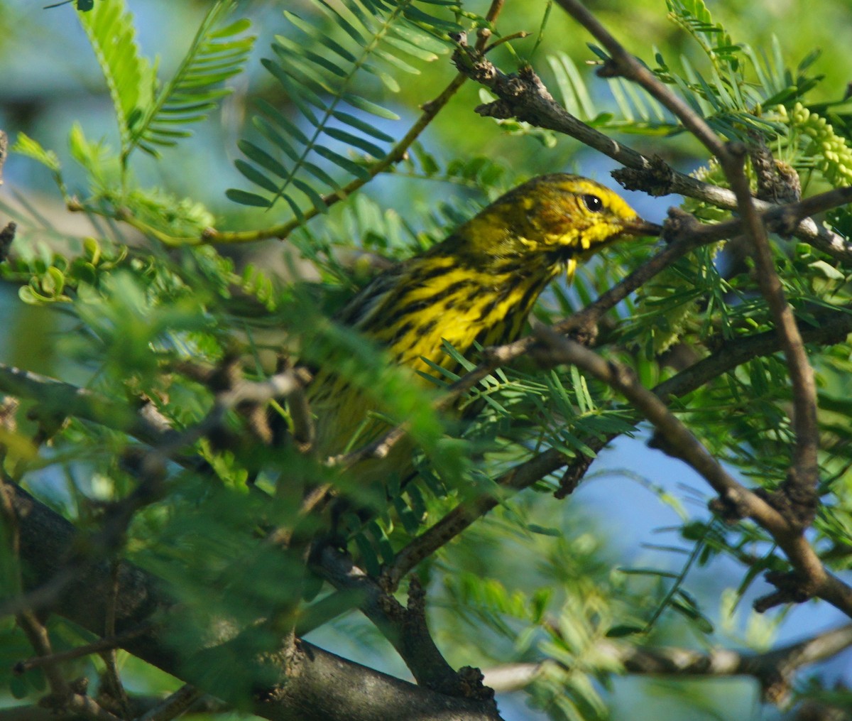 Cape May Warbler - ML82653331