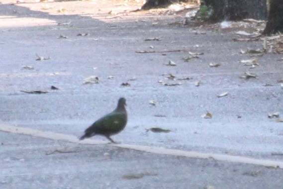 Asian Emerald Dove - ML82653721